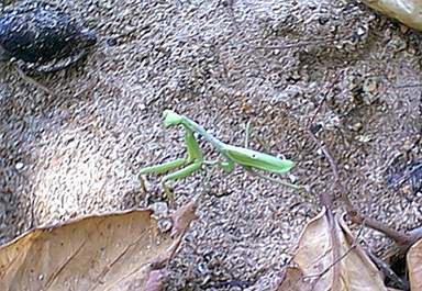 Praying Mantis