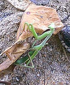 Praying Mantis